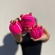 Мячи для падел-тенниса PINQ Padel Balls Pink 3 шт 2759961634 фото 2